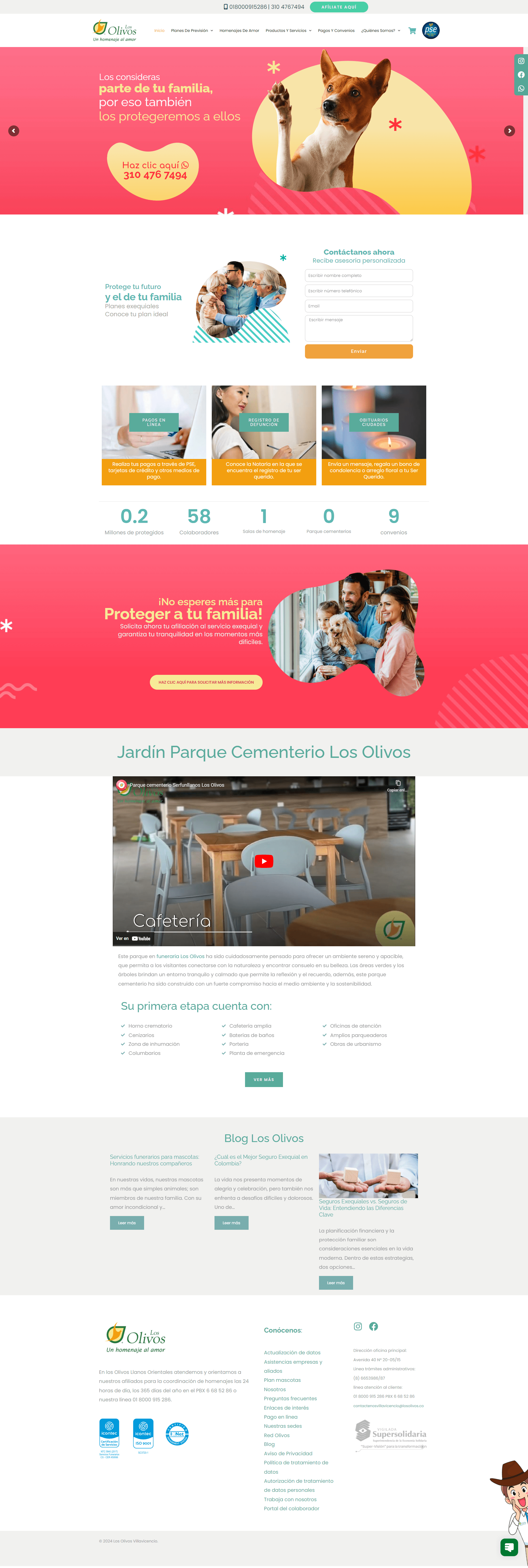 diseño web olivos neiva